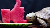 乌龟吃西瓜，舒服解压，一定要戴耳机看