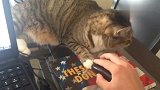猫咪不让主人玩电脑，霸占着鼠标不让主人动，还假装要咬主人手