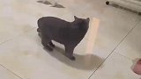 兔子脚底打滑，猫咪误以为兔子来找茬，直接使出无影脚