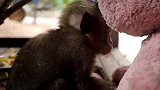 猴子给洛瑞找了两个小伙伴