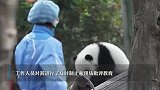 45岁女子向大熊猫泼水，成都大熊猫繁育研究基地：1年内禁止参观