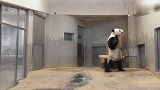大熊猫为了吃到苹果也是拼了，都站着走路，真怀疑是人扮的