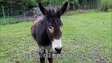 一只公毛驴遇上一只母毛驴,下一秒开始卖萌搞怪,都忍住别笑!