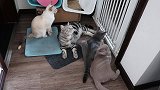 猫咪翻垃圾桶本该被打，结果主人看到她的动作放她一马