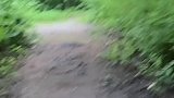 上山遛狗奇遇，狗子最怕空气突然安静户外野猪