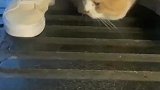 社恐的猫咪第一天出门，吓得躲进女生裙子里