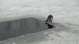 猫咪在冰河里捕鱼，看准目标一伸爪子就抓到了，真厉害