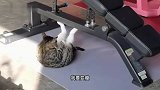 猫：我一点都不胖，就是穿衣服显得