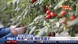 奋发有为,行稳致远丨记者实地探访——寿光蔬菜进城记