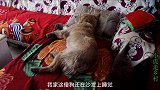 金毛睡觉放屁把自己吓醒了，对此还接连不承认，可把小虎乐坏了