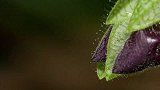 黑猩猩用木棍工具，在高大的树干中,攻陷无刺蜂巢采到美味的蜂蜜
