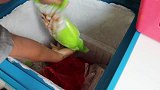 做一道下酒又下饭的猪皮炒辣椒，爷俩啤酒对瓶吹，有吃有喝，爽