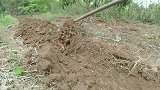 下了三天的雨，雨后正是播种的好时机，今天种一下午的花生