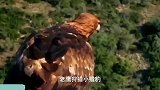 鹰vs豹-豹妈妈保护婴儿免受鹰狩猎失败！
