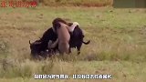 狮子组团围攻落单水牛，水牛拼死抵抗，过程看着让人很沉默！