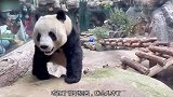 会倒立尿尿的熊猫，还是头一次看，看来功夫熊猫是真的