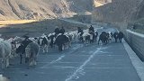 一群牛大摇大摆的堵住了路