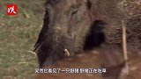实拍老虎扑杀野猪！600斤的体重瞬间锁喉，野猪瞬间5秒被秒杀