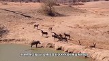 这是我见过最勇敢的豹子，单枪匹马去鳄鱼群里抢食，就问你服不服