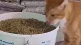小猫咪趁主人不在疯狂偷吃猫粮，边吃边回头张望太可爱了