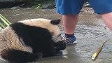 熊猫：给窝配这音乐，窝不要面子的嘛，不过还是盆盆奶重要！