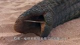 一匹野狼被困铁网，人们好心救它，怎料野狼的举动让人意外！