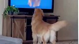 狗也会有追星的那一天啊！