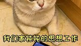 给你狂的，我还治不了你了？猫 萌宠 萌宠出道计划 剧情 剧情反转 剧情梗