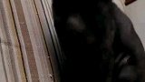 猫：我不就黑了点么，你踢我干啥！
