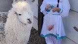 内蒙古养羊驼的小姐姐，真想娶她回家，主要是看中那两只羊驼了