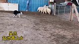 吴忠盐池青山乡。来看边牧如何“狗狗祟祟”牧盐池滩羊。Collie520