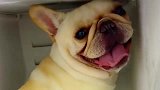 把狗子放在冰箱里解暑的搞笑行为！