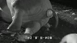 花豹发现一只死去的斑马，上去就开咬，不料斑马肚子突然“爆了”