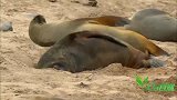 一群公海狮抢一只母海狮，母海狮表示吼不住啊