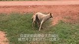 德牧和土狗对骂上演泼妇骂街，不料铁门被打开，场面一度尴尬