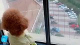 狗子：别打扰我，我在思考人生！