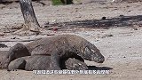 巨蜥被扔进装青蛙水池，本以为是“名场面”，帅不过3秒直接垮掉