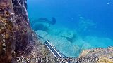 渔民海底潜捕，收获到几十斤巨物，赚大了