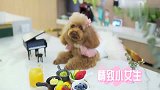 把泰迪当女儿养是什么体验小泰迪变身小公主，爱了！