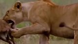 狮子猎杀新生牛羚-牛羚狮子vs豹子，打斗瞬间