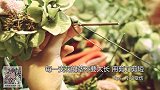 【拙然工坊】年节居家装饰必备 自己动手做一个花环吧！