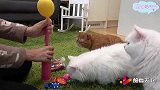 铲屎官在吹气球，猫咪们在气球堆里撒欢了