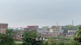八哥马上进入繁殖期了，这样挑选好的八哥幼鸟
