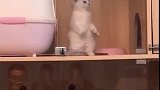 猫：主人有小鱼干没，我饿了！