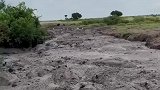 河马享受着泥浴，避免晒伤和昆虫叮咬