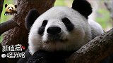 熊猫白云懒洋洋地趴在吊床上闭目养神，不用带娃的熊生就是惬意！