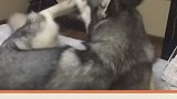 看看我家狗是不是生病了