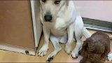 拉布拉多赛文回家，上演了一场“地主家的傻儿子欺凌弱小”的戏码
