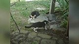 园子里玩耍的猫咪们，看这可爱的小样子，真是好萌呢！