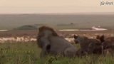 动物世界：凶残的鬣狗攻击狮子